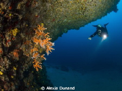 orange coral (Dendrophylia ramea) of Lanzarote, Canary Is... by Alexia Dunand 